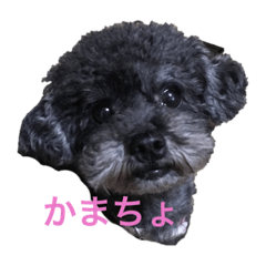 うちのわんこスタンプ:>