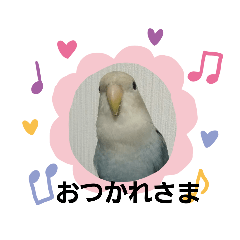 [LINEスタンプ] コザクラインコのそら＆ぴーすけ 