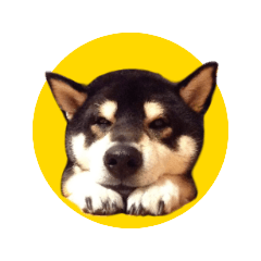 [LINEスタンプ] 黒柴のりくくん 