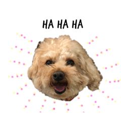 [LINEスタンプ] トイプードルの愛犬、ココの日常スタンプ 