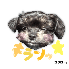 [LINEスタンプ] コタロー。