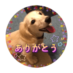 [LINEスタンプ] ミニチュアダックスのルティーちゃん