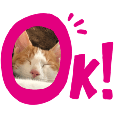[LINEスタンプ] 茶白のおしゃべりねこ2
