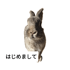 [LINEスタンプ] 可愛いウサギのスタンプ