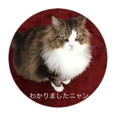 [LINEスタンプ] 耳たちスコティッシュフォールド(修正版)