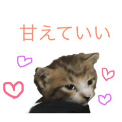 [LINEスタンプ] かわいい❤️ ニャンコ＆ワンコ