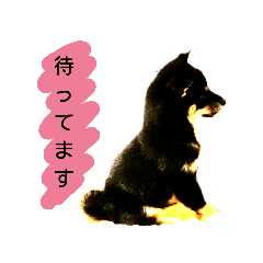 [LINEスタンプ] 柴犬クゥちゃんの日常スタンプ