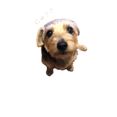 [LINEスタンプ] ノーフォークテリア日和