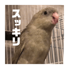 [LINEスタンプ] サザナミ部屋の仲間たち その2