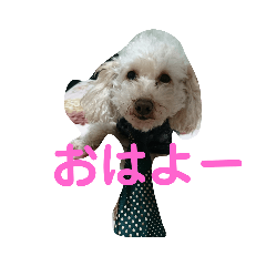 [LINEスタンプ] トイプードルのモモちゃんです