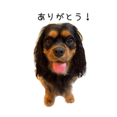 [LINEスタンプ] クロ2