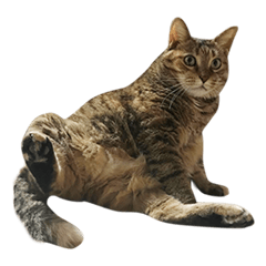 [LINEスタンプ] 我が家の愛猫みぃちゃん