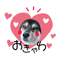 [LINEスタンプ] ウチの愛犬ジュリさん