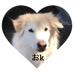 [LINEスタンプ] Rocky ロッキーのスタンプ