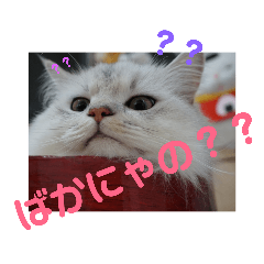[LINEスタンプ] しぐれ様の日常