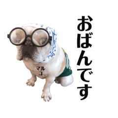 [LINEスタンプ] 福島弁フレンチブルドックのマルコ。