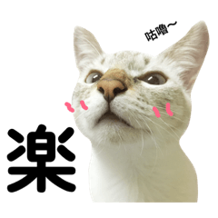 [LINEスタンプ] 猫猫の日常会話