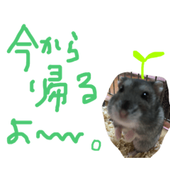 [LINEスタンプ] ハムすたンプ その④ (家族で使える編)