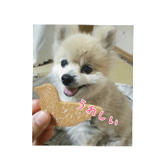 [LINEスタンプ] ポメラニアンポーコ