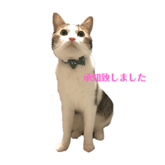 [LINEスタンプ] 保護猫ビスコbyオハナビーズ