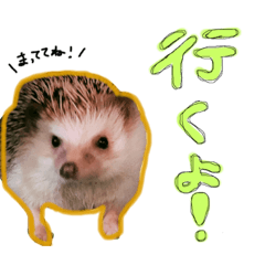 [LINEスタンプ] ハリーズ▷▶︎▷日常② 