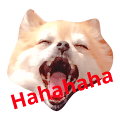 [LINEスタンプ] 日常的わんこ