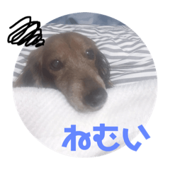 [LINEスタンプ] 三つ子のダックスの日常
