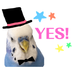 [LINEスタンプ] セキセイインコのそらちゃん（日常編）