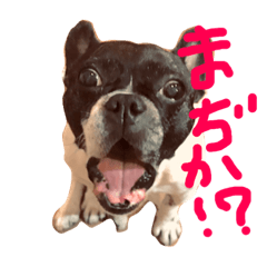 [LINEスタンプ] フレブル♡ぼんぼん