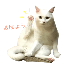 [LINEスタンプ] 猫ズ2