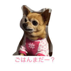 [LINEスタンプ] 犬のちぃちゃん 