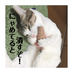 [LINEスタンプ] 徳美家のにゃんこたち 