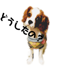 [LINEスタンプ] アリスといっしょ（時々ペコ） 