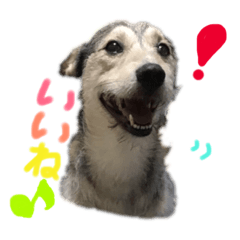 [LINEスタンプ] 日々まいろたん♪ 