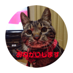 [LINEスタンプ] サムたん モモたん