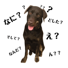 [LINEスタンプ] ニコ/犬/ラブラドール/日常会話 
