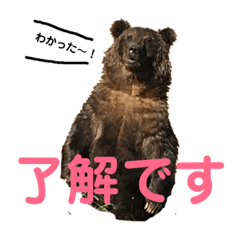 [LINEスタンプ] 動物、ときどき違うもの