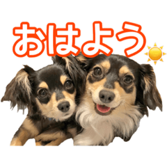 [LINEスタンプ] チワックスのまろころ 