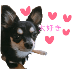 [LINEスタンプ] チワワのラム☆ 