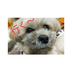 [LINEスタンプ] くりんの気持ち