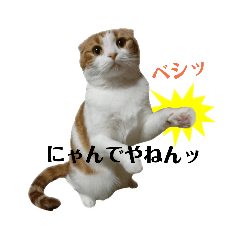 [LINEスタンプ] むぎちゃん(安眠猫)