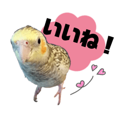 [LINEスタンプ] オカメインコのキウイちゃん