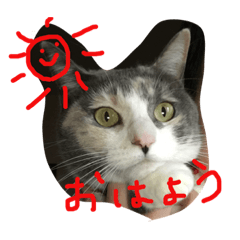 [LINEスタンプ] I LOVE CAT 3 