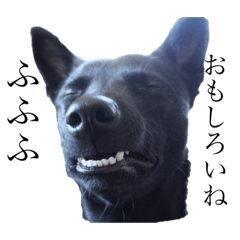 [LINEスタンプ] 愛犬たびスタンプ 