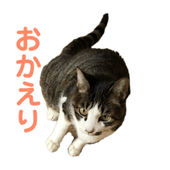 [LINEスタンプ] 〜我が家の猫たち〜 
