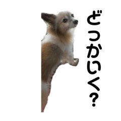 [LINEスタンプ] パピヨンのパピ君