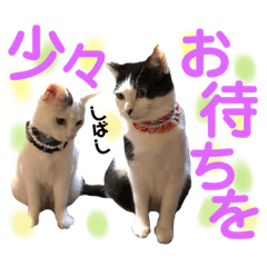 [LINEスタンプ] ウチの子Mix byオハナビーズ