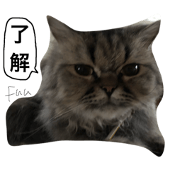 [LINEスタンプ] 我が家のアイドルねこ 
