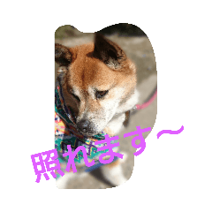 [LINEスタンプ] 実家の犬スタンプ