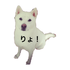 [LINEスタンプ] しろい いぬ もも 